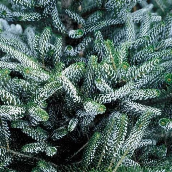 Koreai jegenyefenyő   ABIES KOREANA SILBERLOCKE 40/60 K5