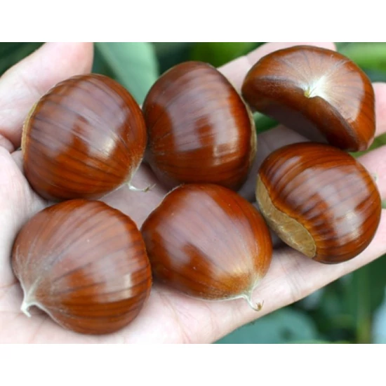 Szelídgesztenye Castanea sativa Bouche de Betizac  