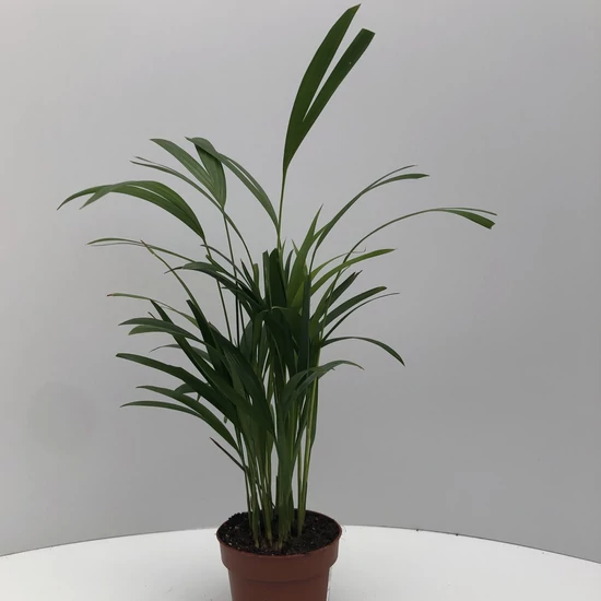 Aranygyümölcs pálma CHRYSALIDOCARPUS ARECA CS12