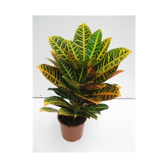 Kroton-csodacserje CODIAEUM VARIEGATUM PETRA CS21