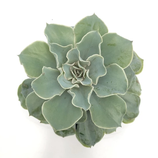 Fás kövirózsa ECHEVERIA FAJTÁK CS5,5