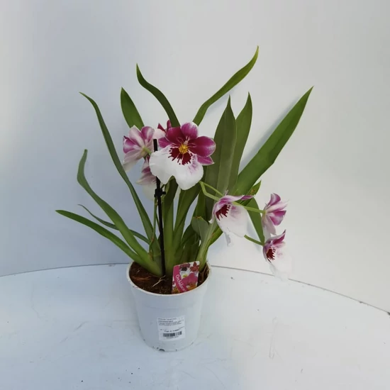 Árvácskaorchidea 1 ÁGAS CS12  
