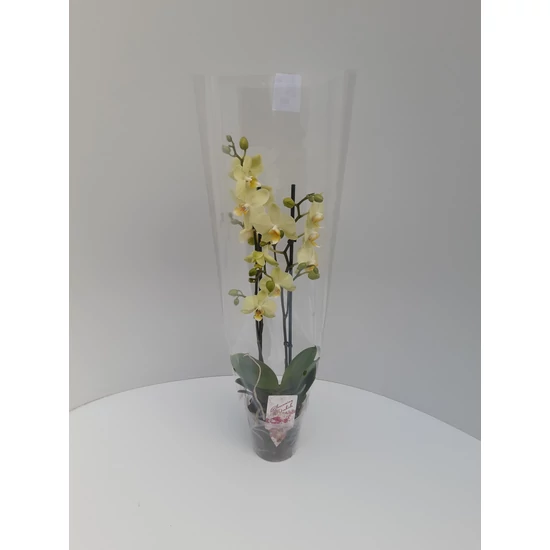 Lepkeorchidea   PHALAENOPSIS 2 ÁGAS CS12