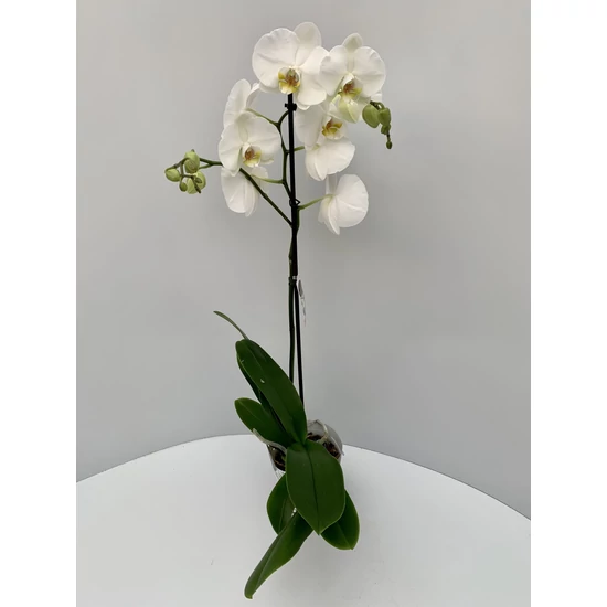 Lepkeorchidea CS12    