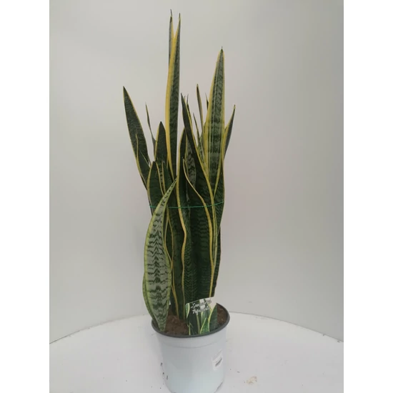  Anyósnyelv SANSEVIERIA SUPERBA K3