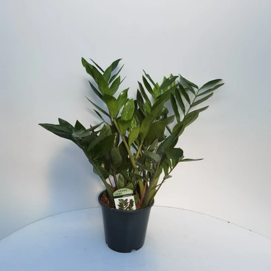 Agglegénypálma ZAMIOCULCAS ZAMIIFOLIA 5+ CS17