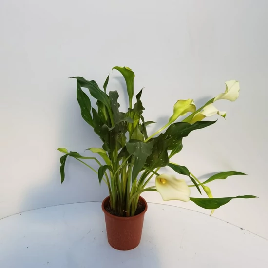 Kála MIX CS13   