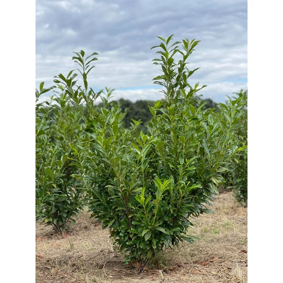 Kaukázusi babérmeggy PRUNUS LAUROCERASUS CAUCASICA 125/150*