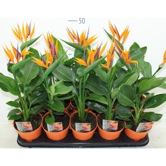Papagájvirág művirággal  STRELITZIA MŰVIRÁGGAL CS12