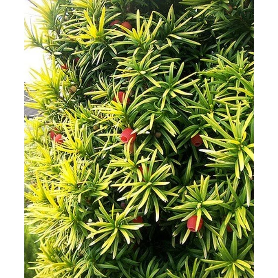 Oszlopos arany tiszafa  TAXUS BACCATA STANDISHII 175/+ 3×I DL