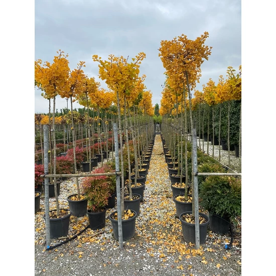 Gömb páfrányfenyő GINKGO BILOBA MARIKEN T200 6/8 K30