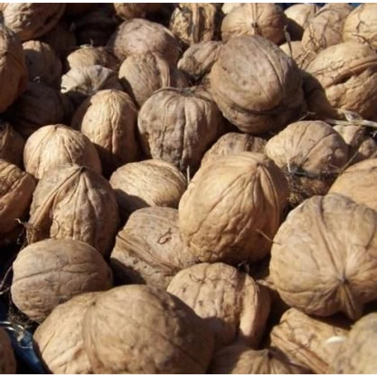 Bonifác dió Juglans regia    