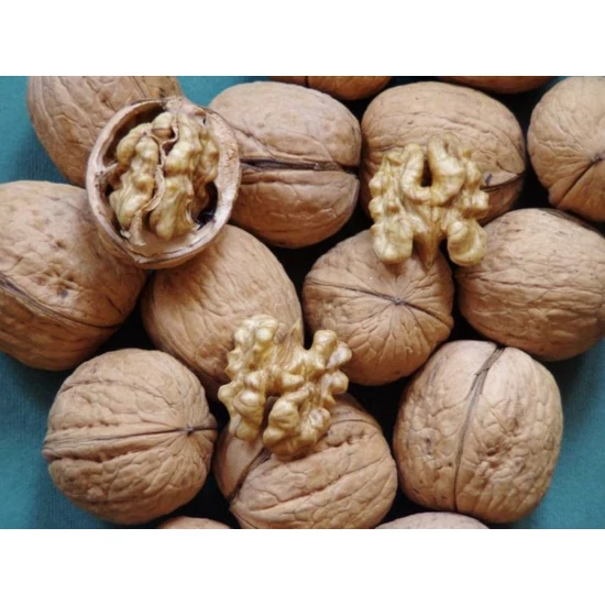 Milotai bőtermő dió Juglans regia 