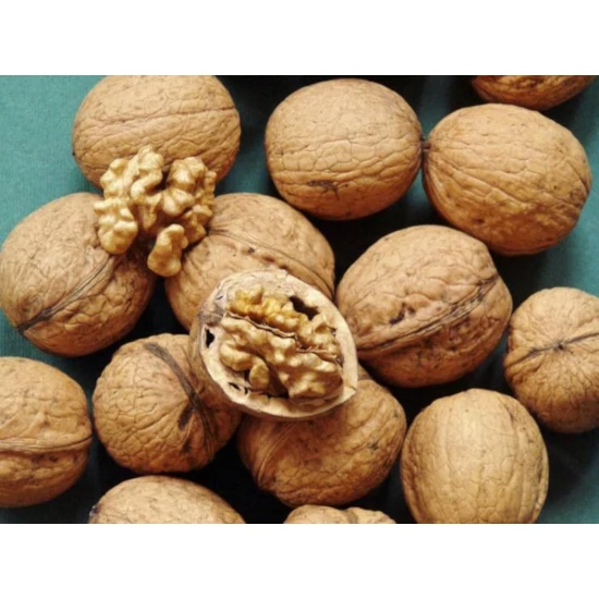 Milotai 10 dió JUGLANS REGIA MILOTAI 10 K30 