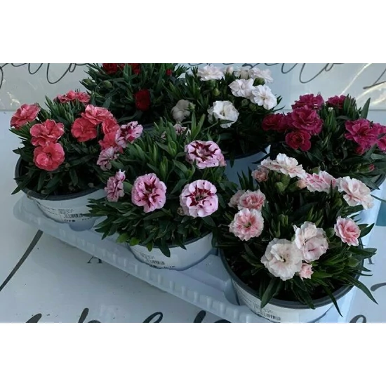 Évelő szegfű DIANTHUS MIX K1,5