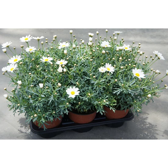 Margaréta MARGARÉTA FEHÉR BOKOR K1,5 