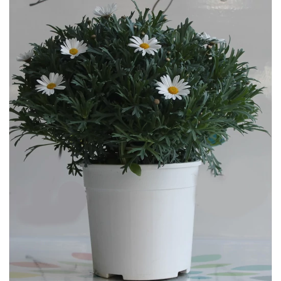 Margaréta MARGARÉTA FEHÉR BOKOR K3
