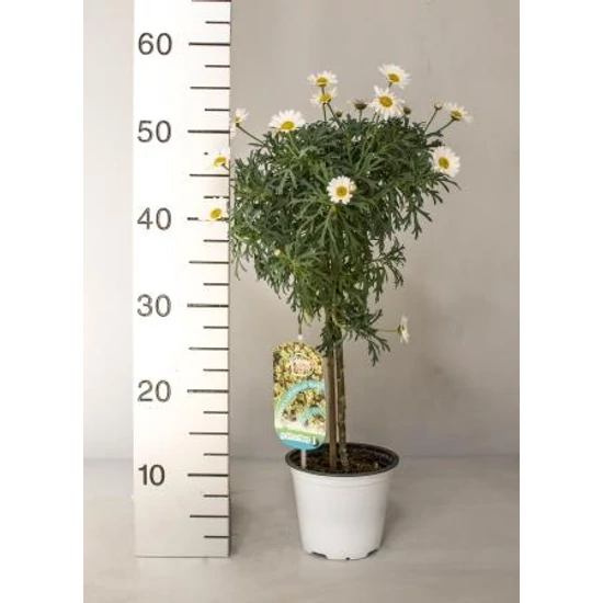 Margaréta MARGARÉTA FEHÉR MINI TÖRZS K1,5