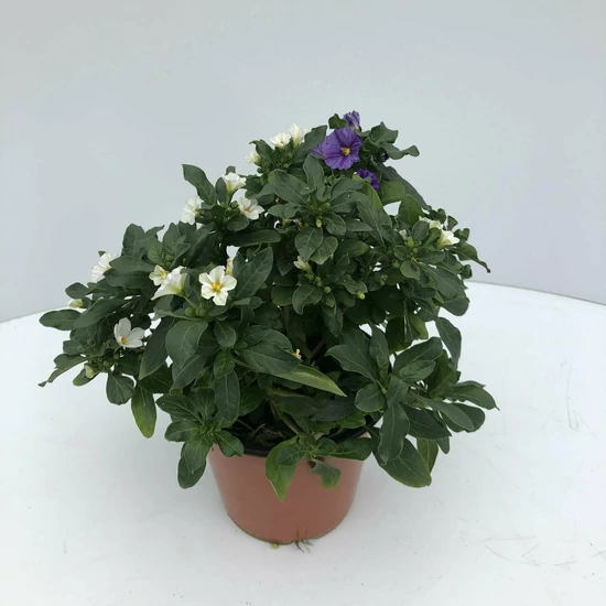Enciánfa   SOLANUM RANTONETII K1,5