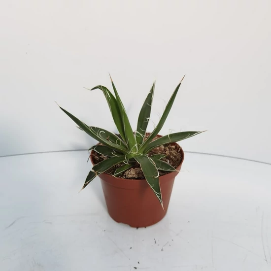 Kaktusz CACTUS MIX CS10,5