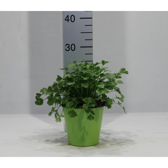 Koriander FŰSZERNÖVÉNY-CORIANDRUM SATIVUM K1,5