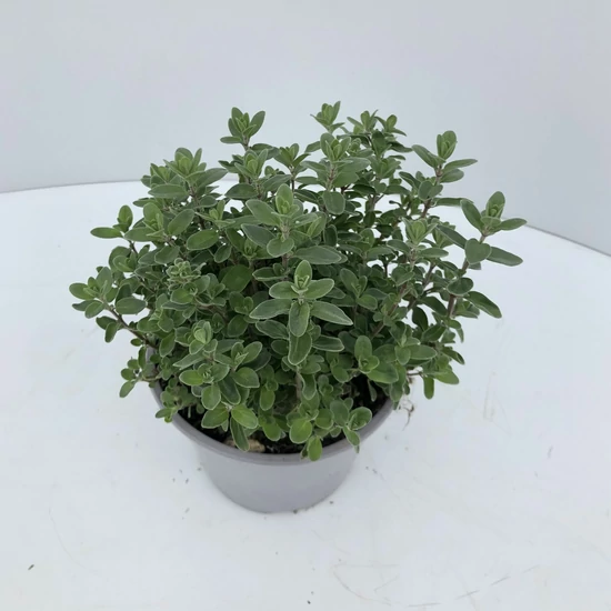Majoranna FŰSZERNÖVÉNY-MAJORANA HORTENSIS CS12