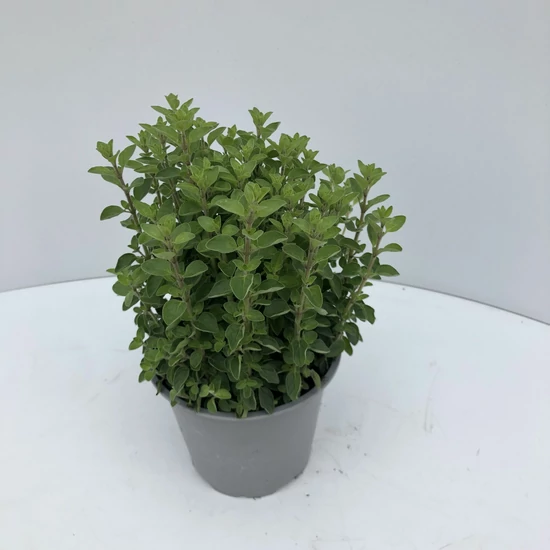 Oregánó FŰSZERNÖVÉNY-ORIGANUM VULGARE CS12
