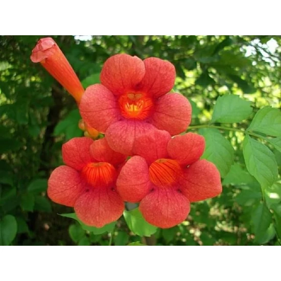 Trombitafolyondár    CAMPSIS RADICANS GRANDIFLORA VEGYES SZÍNEK 150/200 K3  
