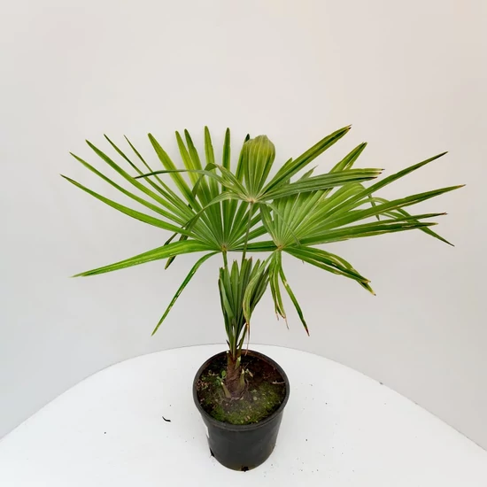 Kínai kenderpálma  CHAMAEROPS EXCELSA K9                             