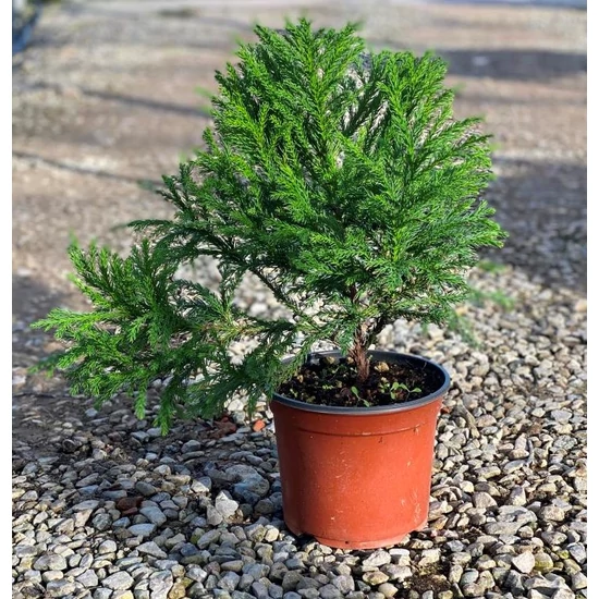 Törpe japán szugifenyő  CRYPTOMERIA JAPONICA GLOBOSA NANA K3          