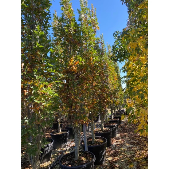 Oszlopos mocsári tölgy  QUERCUS PALUSTRIS GREEN PILLAR 400/450 K150