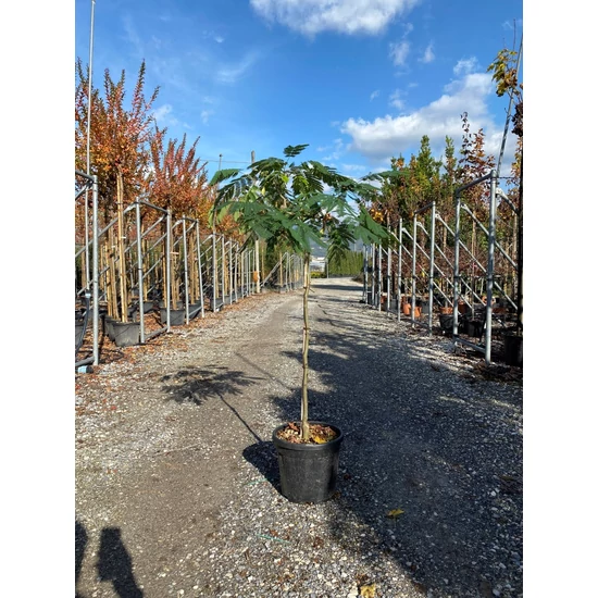 Selyemakác  ALBIZIA JULIBRISSIN OMBRELLA T1/4 K15