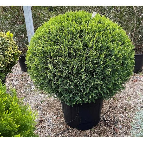 Arany lombú leyland ciprus CUPRESSOCYPARIS LEYLANDII CASTLEWELLAN GOLD GÖMB 40/80 K45