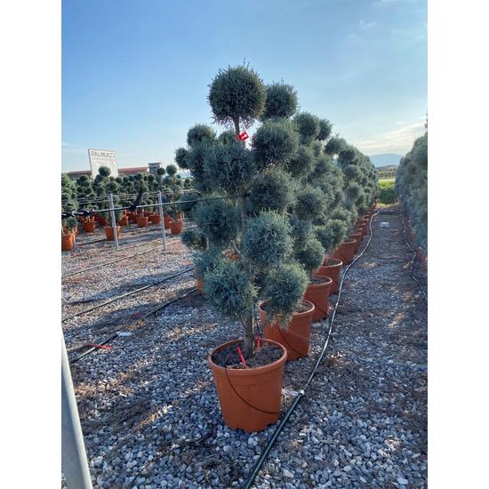 Oszlopos, kék arizoniai ciprus CUPRESSUS ARIZONICA FASTIGIATA POM-PON 120/140 K20