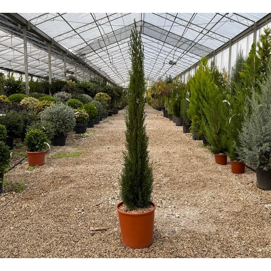 Európai ciprus   CUPRESSUS SEMPERVIRENS TOTEM 100/125 K10