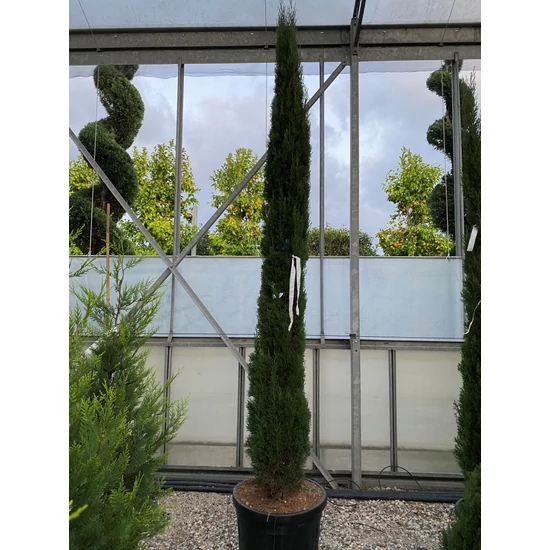 Európai ciprus   CUPRESSUS SEMPERVIRENS TOTEM 250/300 K35/50