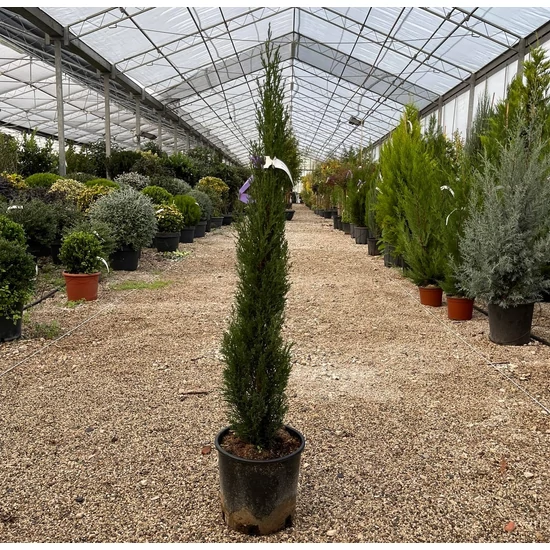 Európai ciprus   CUPRESSUS SEMPERVIRENS TOTEM 60/80 K5