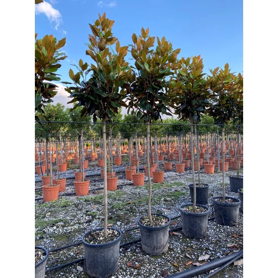 Örökzöld liliomfa   MAGNOLIA GRANDIFLORA LITTLE GEM T1/2 K15 