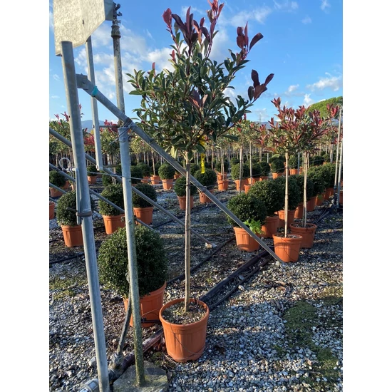 Örökzöld korallberkenye   PHOTINIA FRASERI PINK MARBLE T100/110 K10