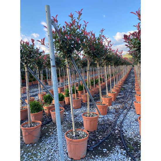 Örökzöld korallberkenye   PHOTINIA X FRASERI CARRE ROUGE T1/2 K12