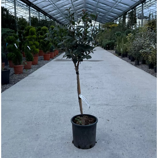 Örökzöld korallberkenye   PHOTINIA X FRASERI CARRE ROUGE T1/4 20/30 K10