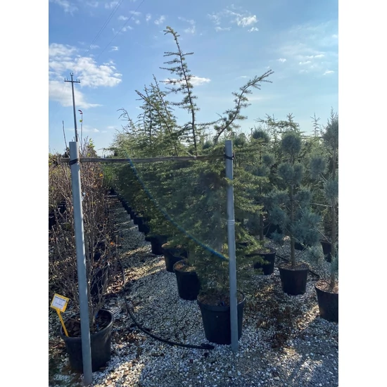 Csüngő himalájai cédrus  CEDRUS DEODARA PENDULA 150/175 K45