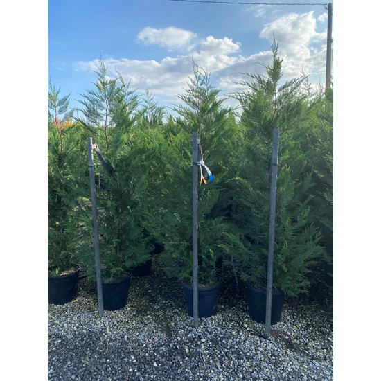 Leyland ciprus   CUPRESSOCYPARIS LEYLANDII 175/200 K18