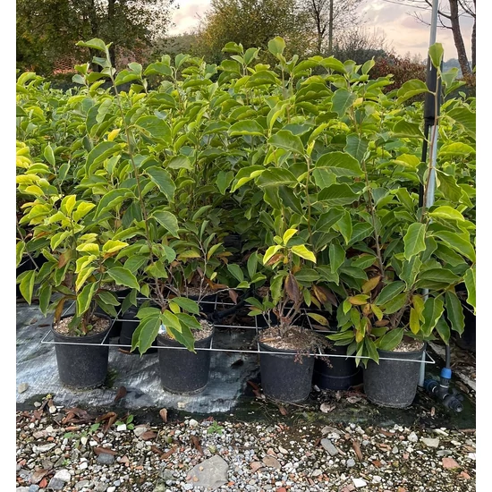 Csillagvirágú liliomfa   MAGNOLIA STELLATA 80/100 K10