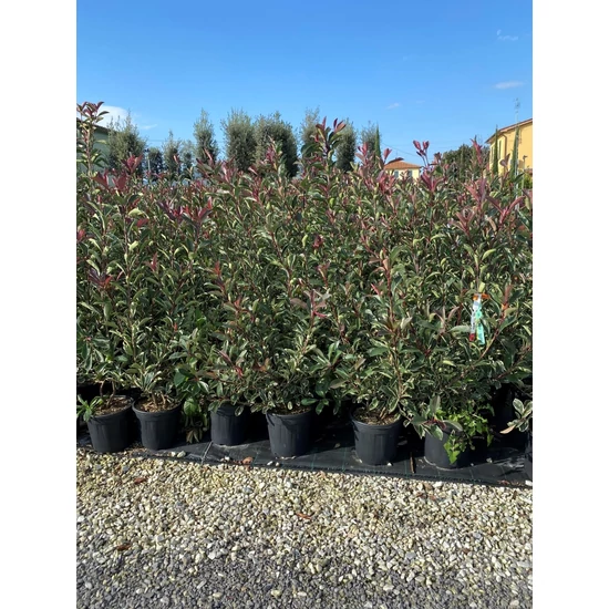Örökzöld korallberkenye   PHOTINIA FRASERI PINK MARBLE 100/125 K10