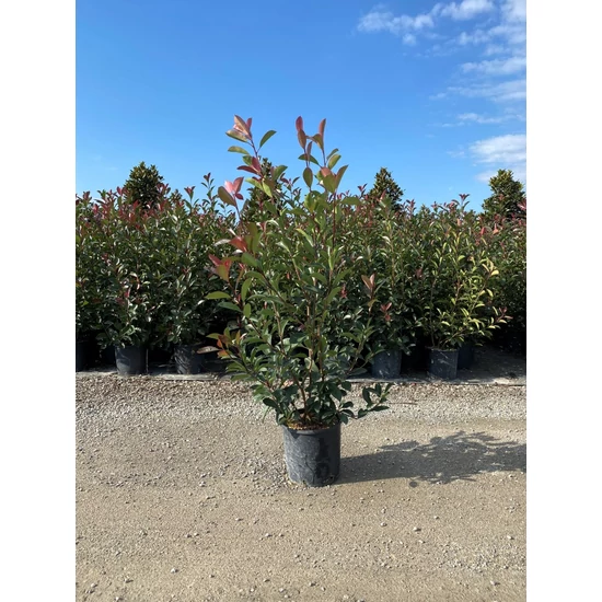Örökzöld korallberkenye   PHOTINIA FRASERI RED ROBIN 100/120 K10