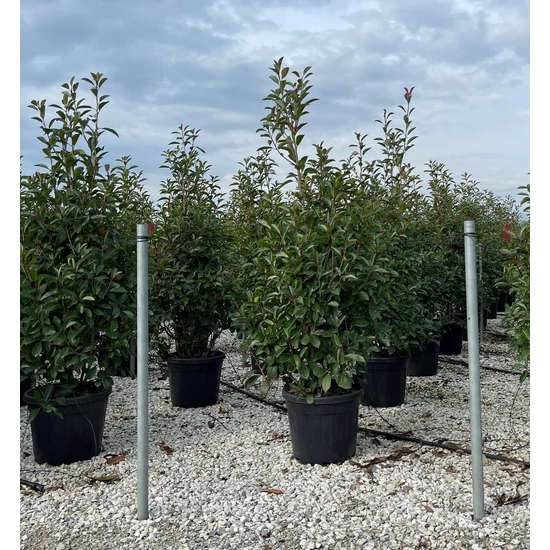Örökzöld korallberkenye   PHOTINIA FRASERI RED ROBIN 175/200 K35