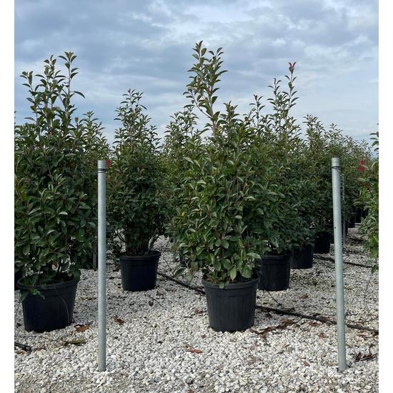 Örökzöld korallberkenye   PHOTINIA FRASERI RED ROBIN 175/200 K35