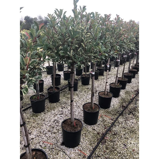 Örökzöld korallberkenye   PHOTINIA FRASERI PINK MARBLE T1/2 30/40 K18