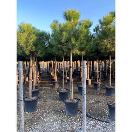 Mandulafenyő    PINUS PINEA T200 20/25 K110